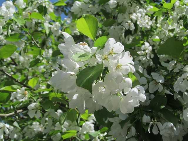 Apple Tree, Bloeiende Appelboom, Natuur