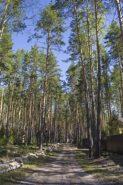 Forest, Road, Forest Road, Bomen
