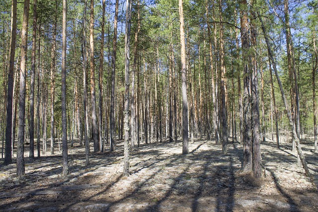 De Lente, Forest, Bomen, Pine, De Bossen