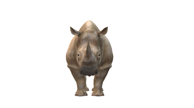 Næsehorn, Natur, Dyr, Afrika, Pachyderm