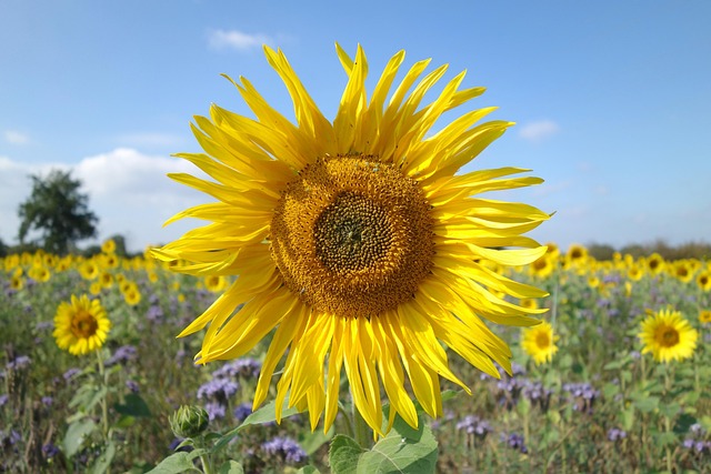 Free Sunflower Nature photo and picture