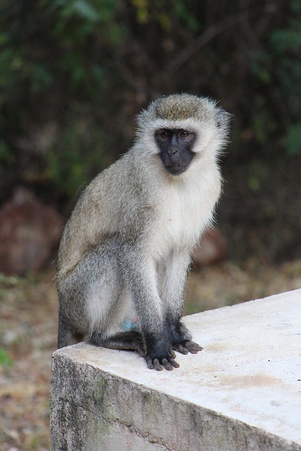 Aap, Dier, Natuur, Dieren In Het Wild