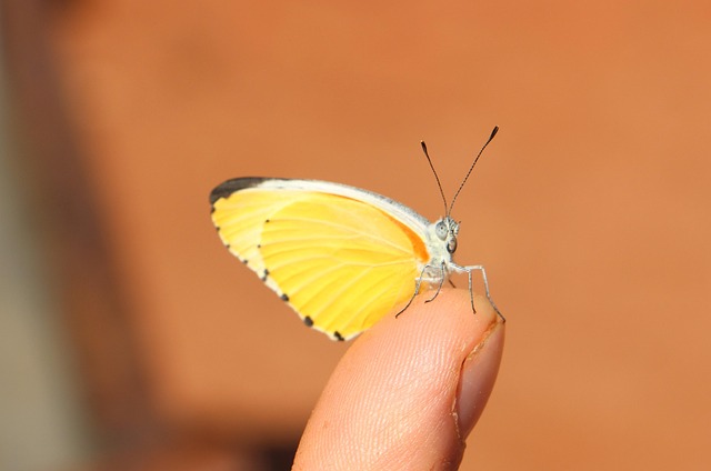 Vlinder, Geel, Insect, Natuur, Vleugel