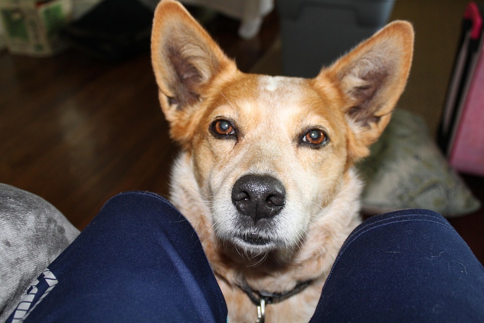 Dog Corgi Red Heeler Free Photo On Pixabay