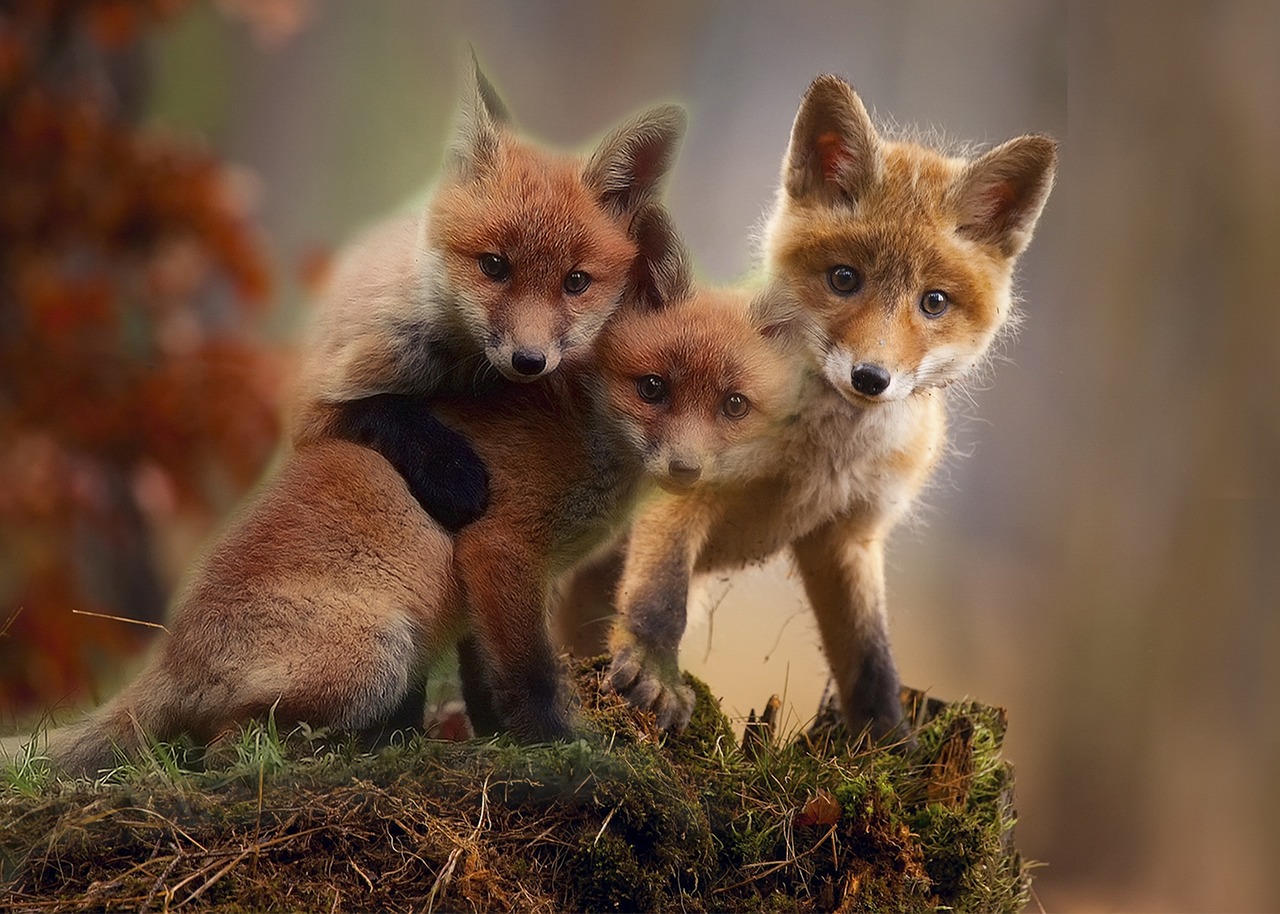 Cute Fox Cubs