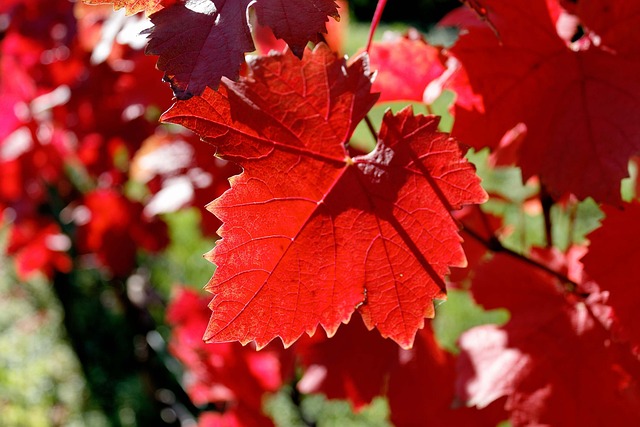 Free Autumn Leaves Vine Leaves photo and picture