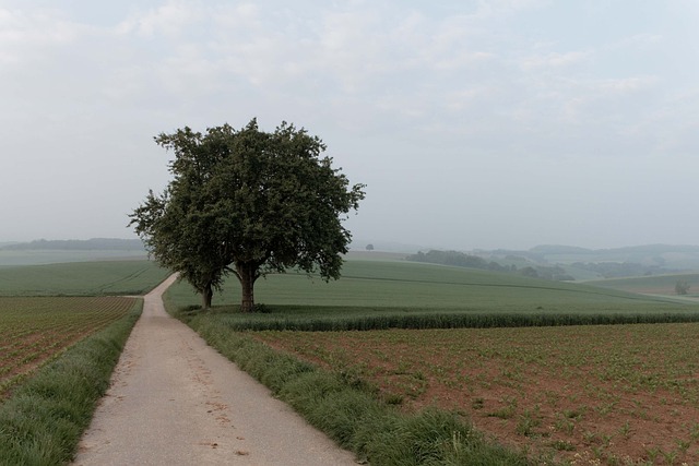 Free Fog Landscape photo and picture