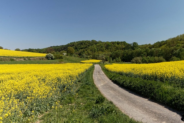Free Oilseed Rape Landscape photo and picture