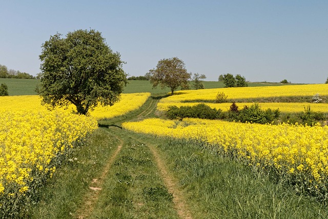 Free Oilseed Rape Landscape photo and picture