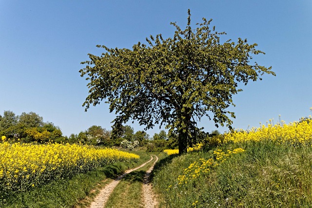 Free Oilseed Rape Landscape photo and picture