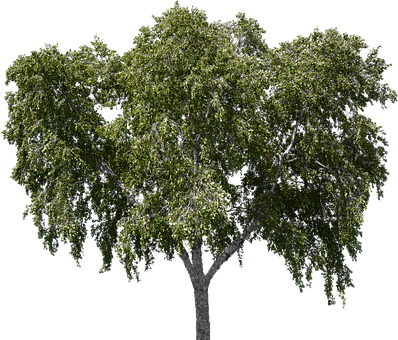 30-darmowych-obraz-w-z-kategorii-drzewo-bez-t-a-i-las-pixabay