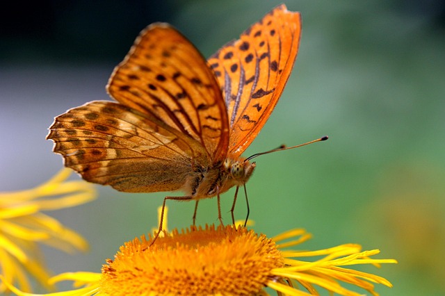 Insect Flower Nature - Free photo on Pixabay