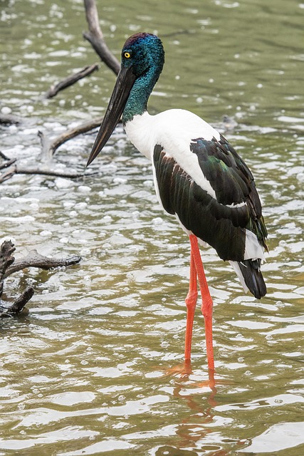 Download free HD stock image of Jabiru Outback Free Jabiru Outback photo and picture