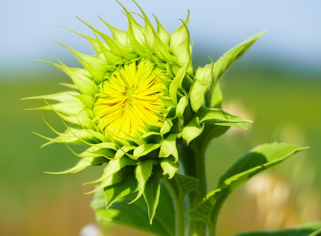Free Sunflower Flower Wallpaper photo and picture