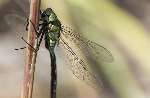Free Insect Dragonfly photo and picture