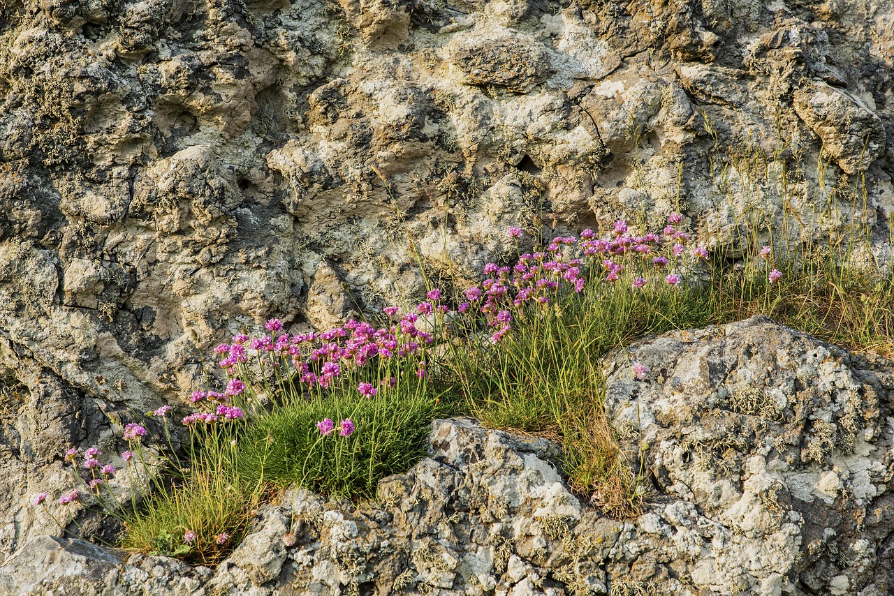 Rocks Flowers Thrift - Free photo on Pixabay