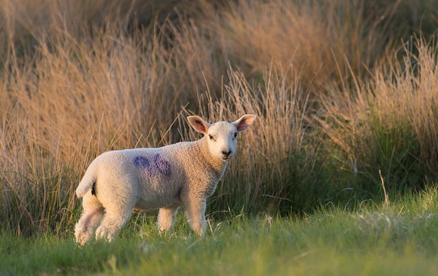 Free Sheep Lamb photo and picture