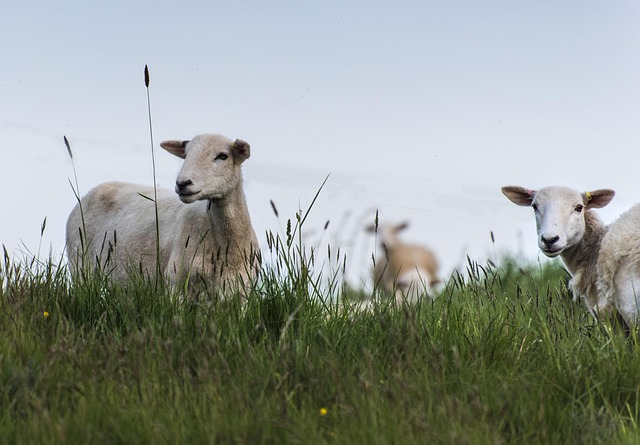 Free Sheep Grass photo and picture