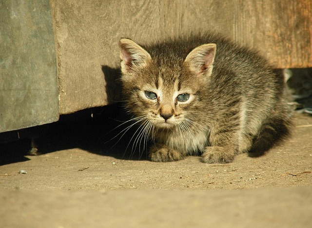 Free Cat Fur photo and picture