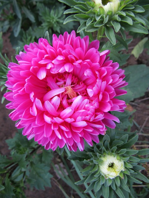 Aster, Rosa, Blühen, Blume, Garten