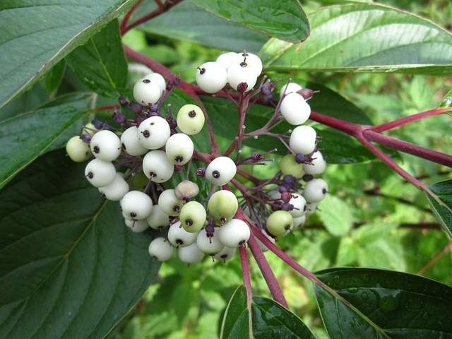 Berry Shrub Plant Close - Free photo on Pixabay - Pixabay