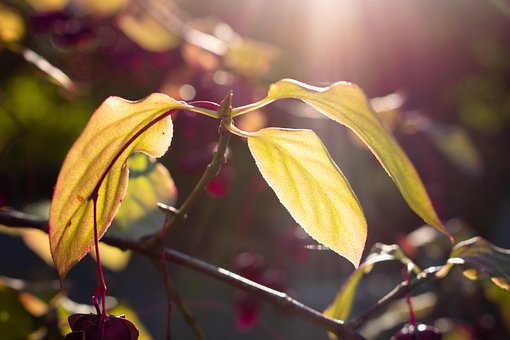 Relva, Plantar, Verde, Sol