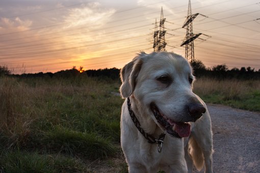 Free Dog Sunset photo and picture