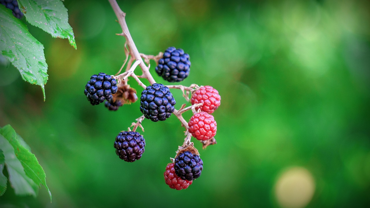Blackberries Berries Fruits Free photo on Pixabay Pixabay