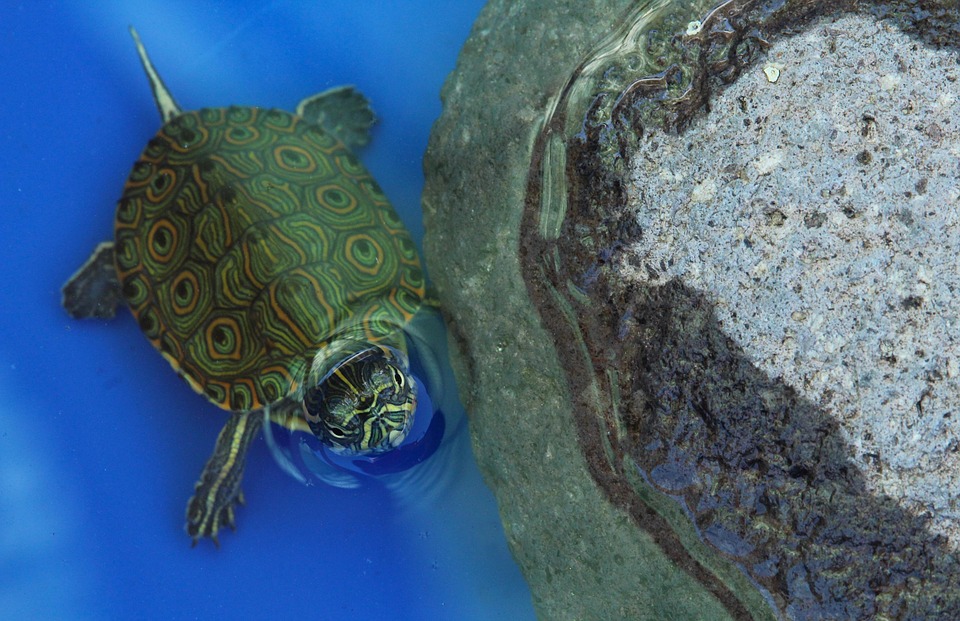 Turtle Animals Reptile - Free photo on Pixabay