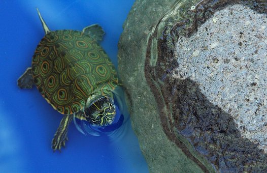 Skildpadde, Dyr, Krybdyr, Aquatic