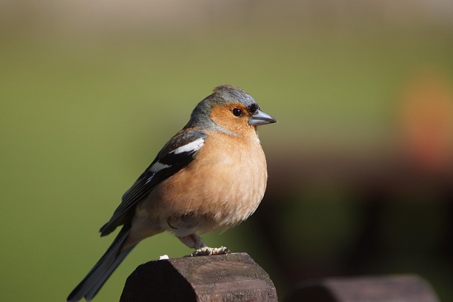 Free Bird Chair photo and picture