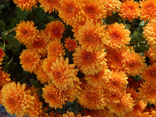 Free Mums Autumn photo and picture