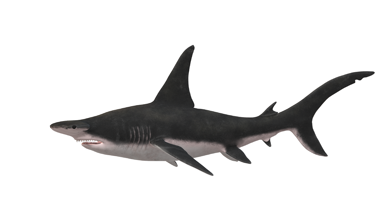 Free shark fish maritime illustration