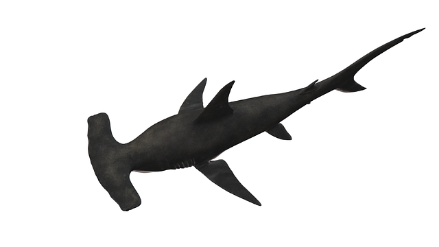 Free shark nature fish illustration
