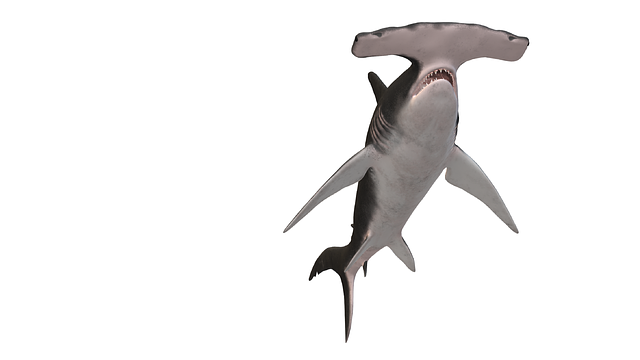 Free shark fish nature illustration