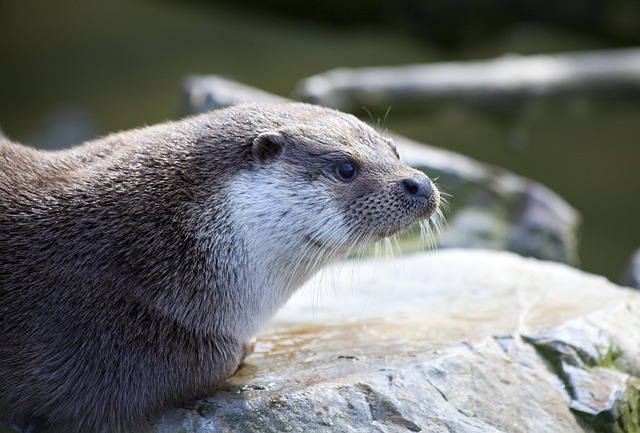 Free Otter Nature photo and picture