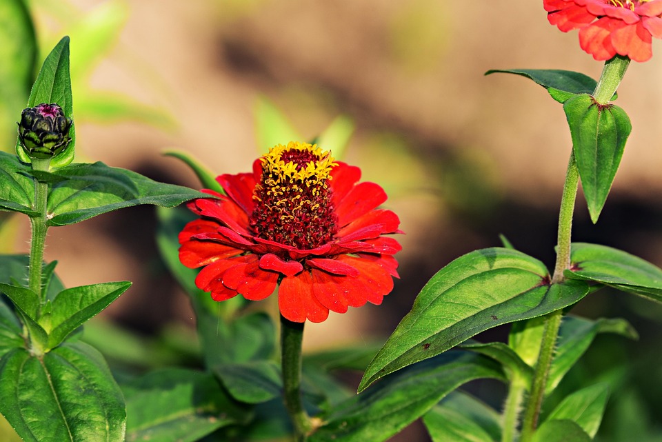 Zinnia Flower Plant Free photo on Pixabay Pixabay