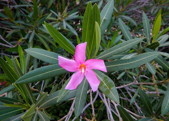 Free Oleander Blossom photo and picture