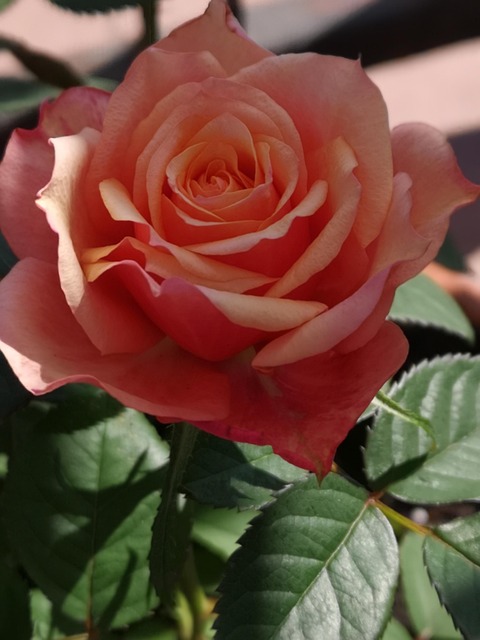 Blomst, Rose, Natur