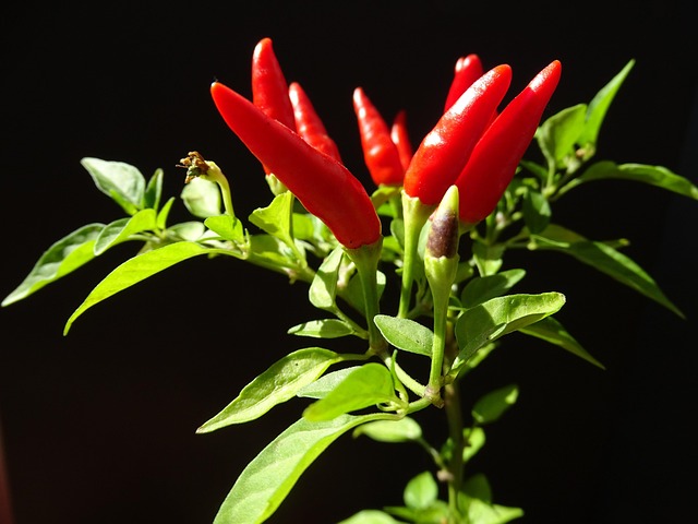 Free Chilli Plant photo and picture