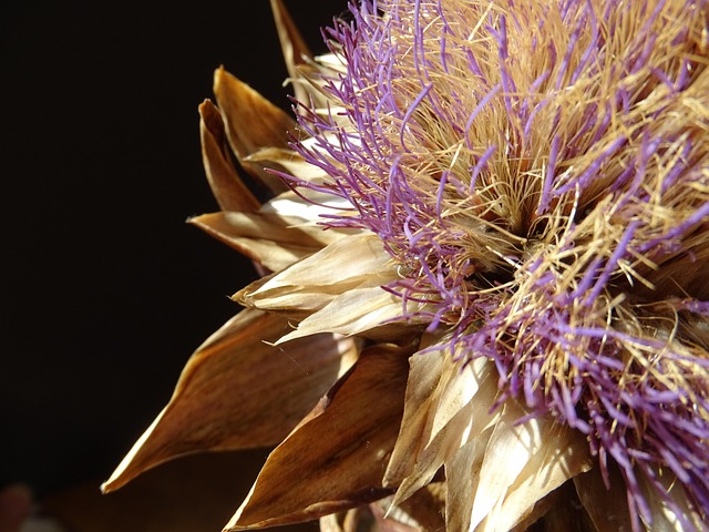 Free Artichoke Blossom photo and picture