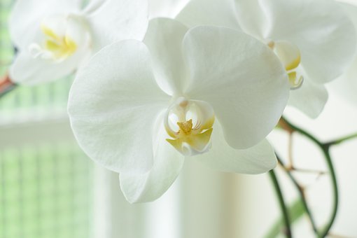 Orquídea, Orchidaceae, Blanco