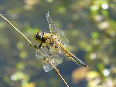 Libélula, Insecto, Estanque, Naturaleza