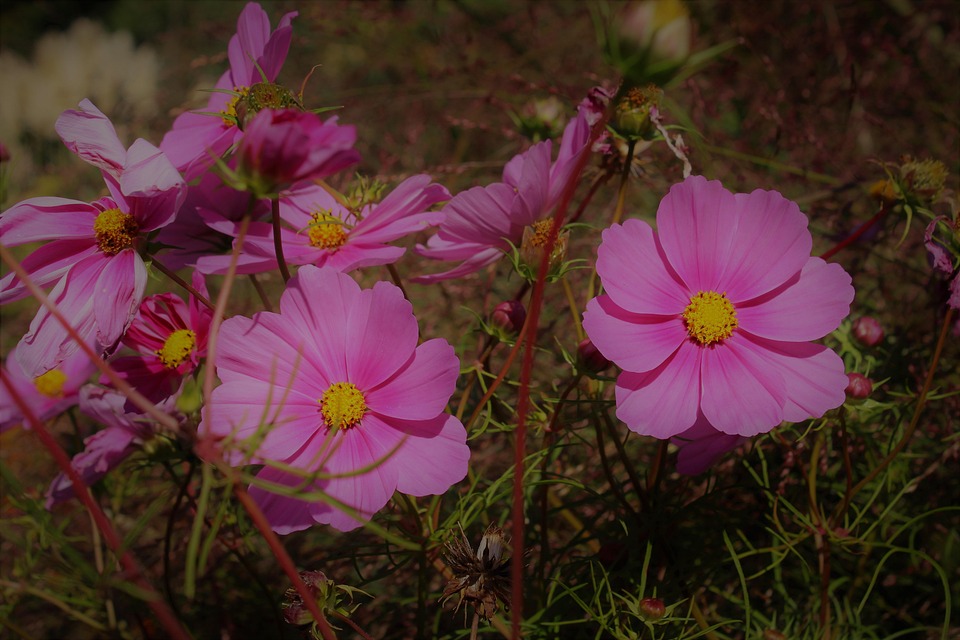 Cosmea ดอกไม้ จักรวาล Bipinnatu - ภาพฟรีบน Pixabay - Pixabay