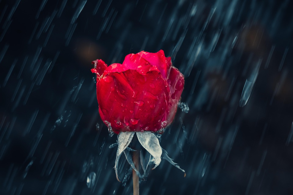 Rotting Roses Background Rose Rot Tropfen - Kostenloses Foto auf Pixabay - Pixabay