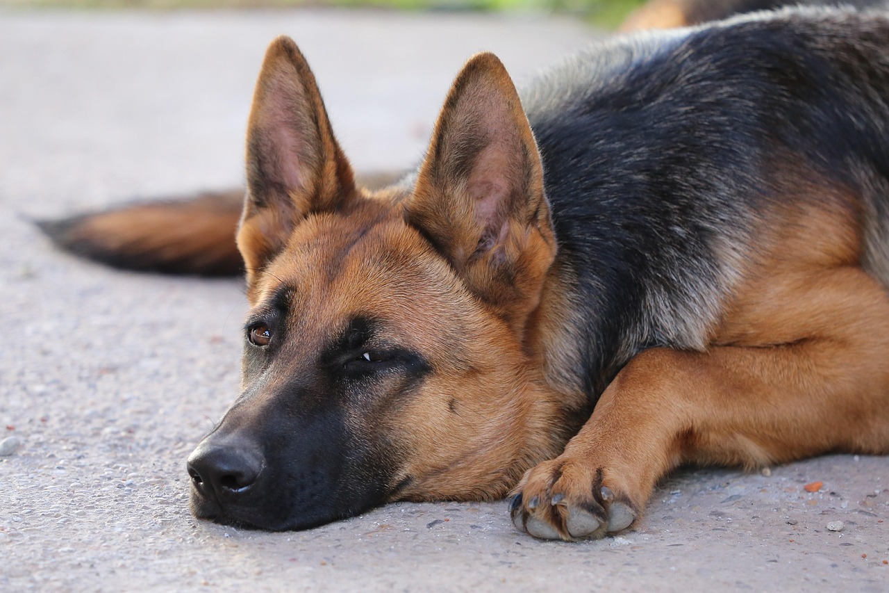 Pastor Alemán Avake Animal - Foto gratis en Pixabay - Pixabay