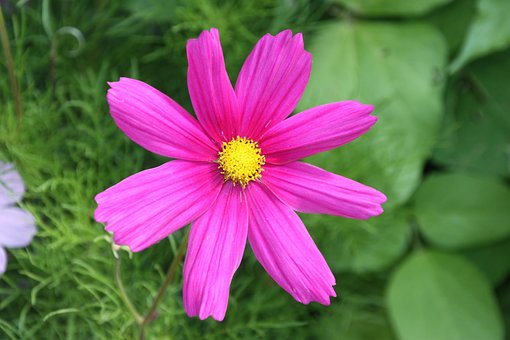 Free Flower Pink photo and picture