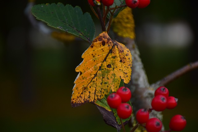 Free Autumn Fall photo and picture