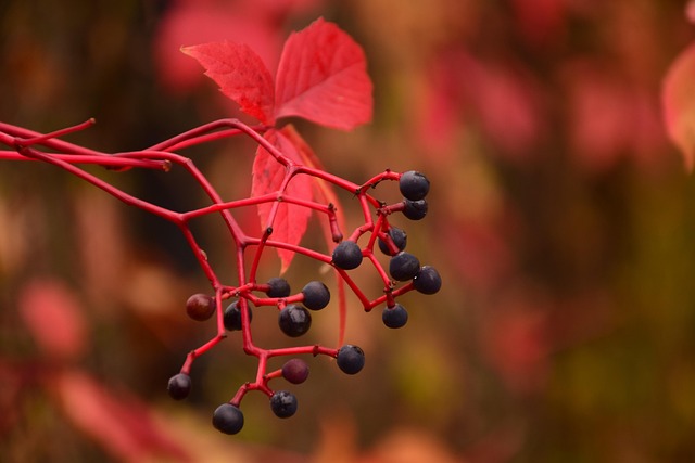 Free Autumn Red photo and picture