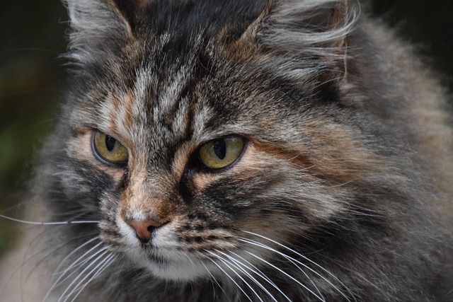 Free Cat Grey photo and picture